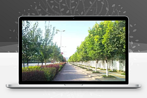 道路绿化设计规范,记得收藏哟!